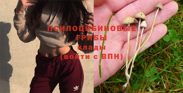 индика Аркадак