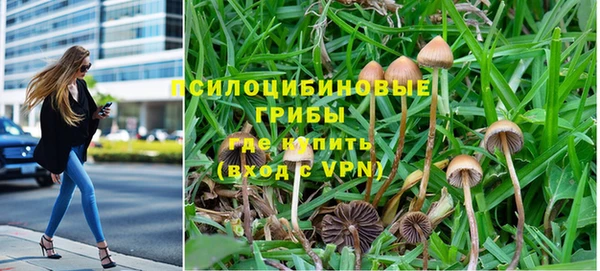 шишки Арсеньев