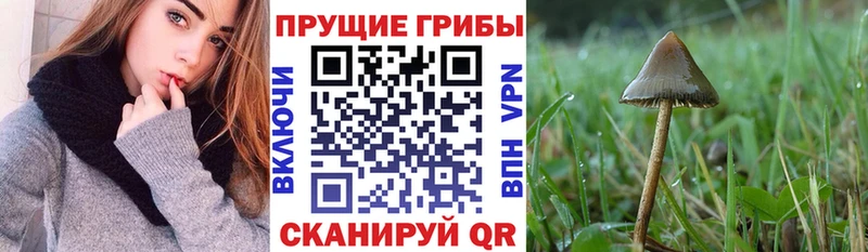 Галлюциногенные грибы Psilocybine cubensis  mega ссылки  Шелехов  хочу наркоту 